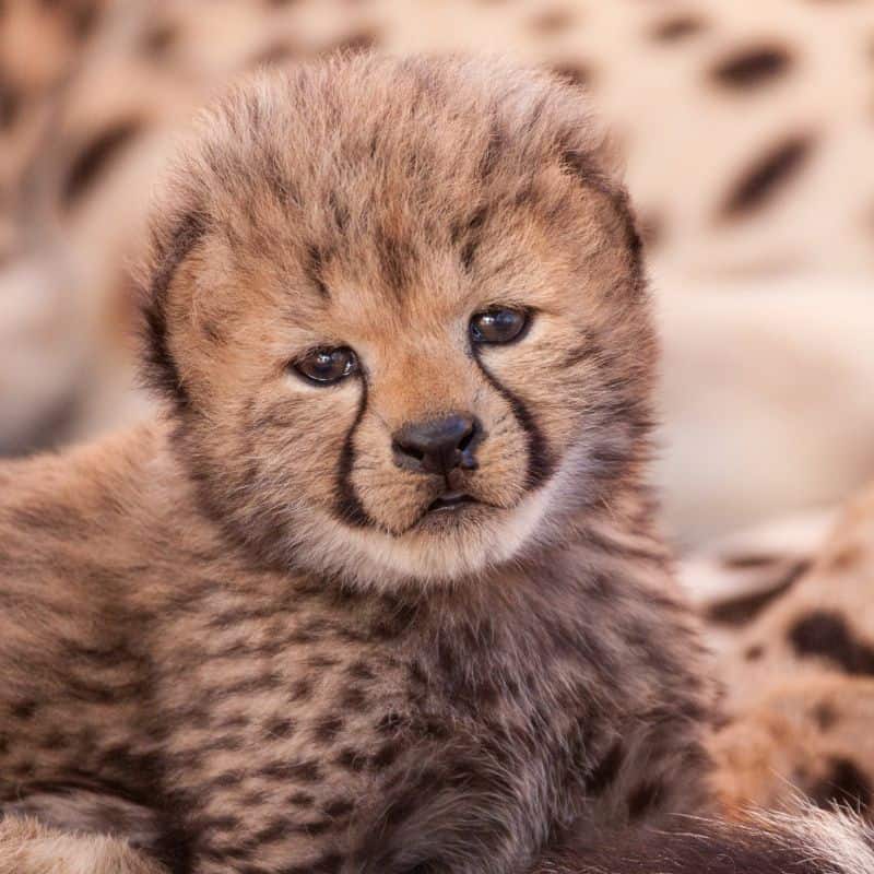 really cute baby cheetahs