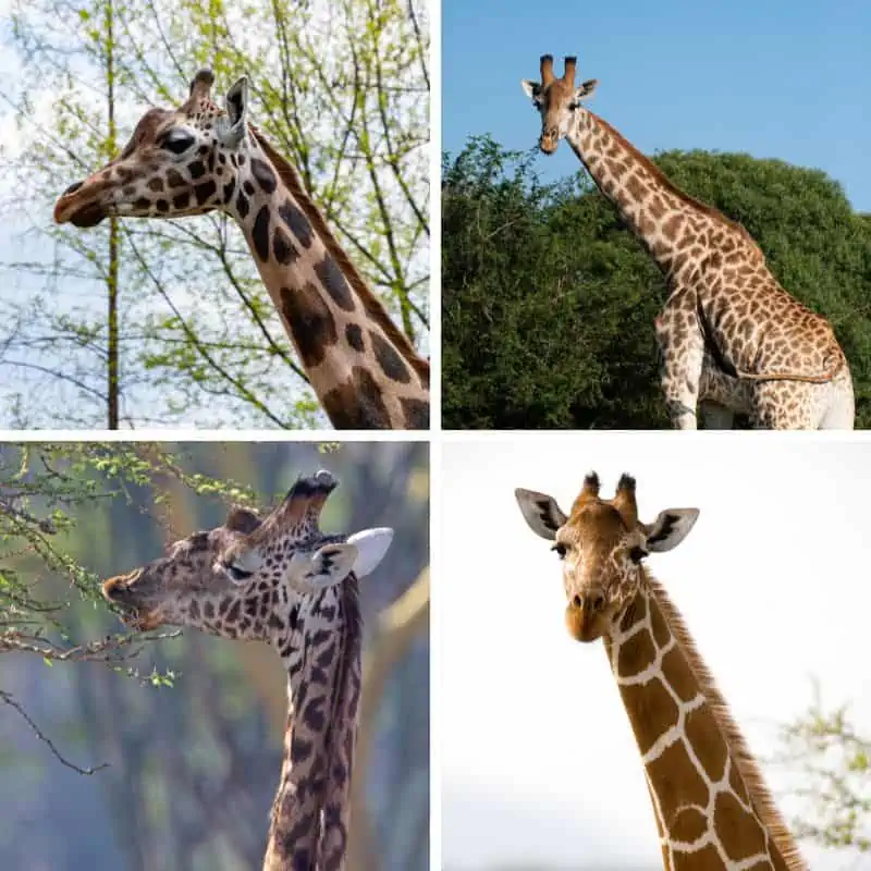 4 different types of giraffes
