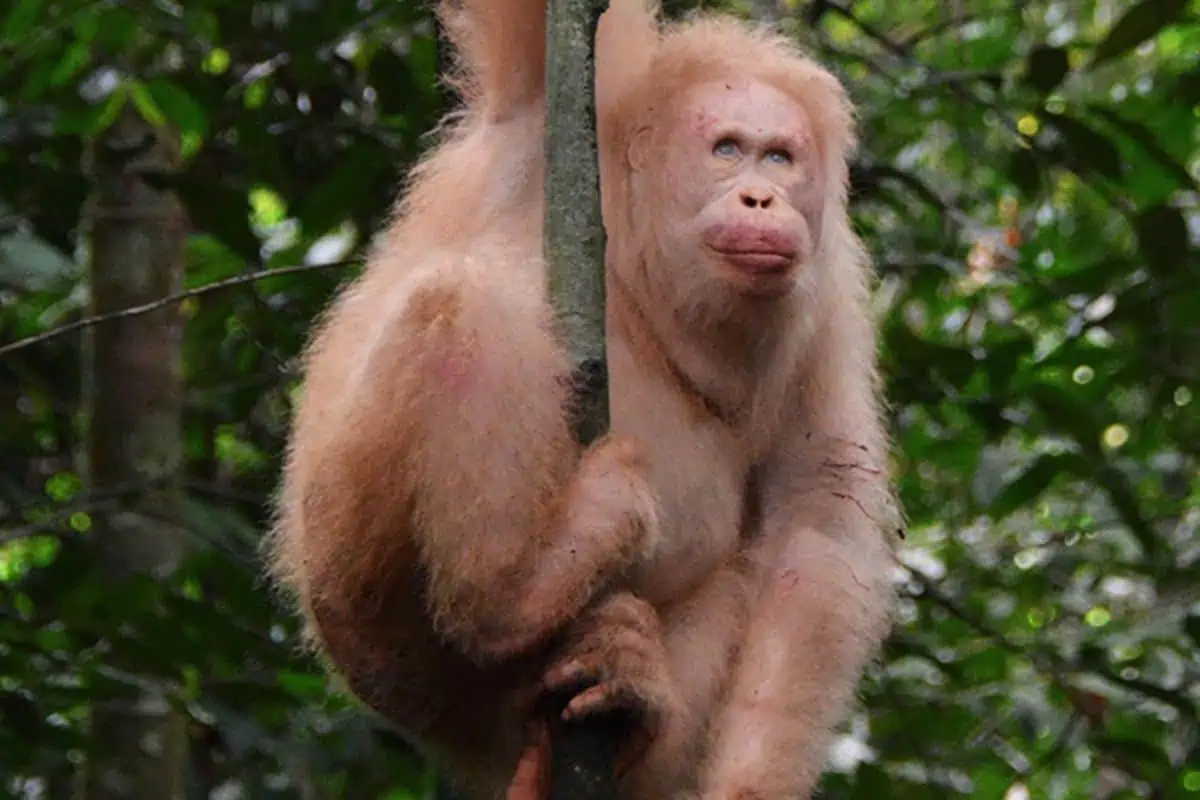Alba the albino orangutan hanging in a tree