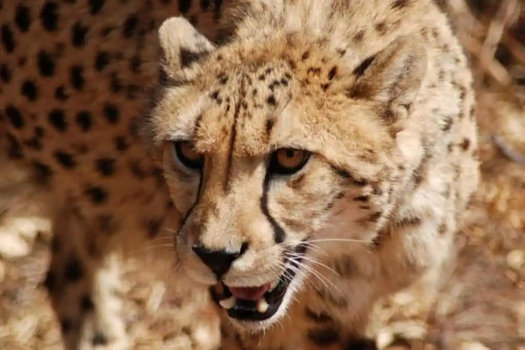 Are cheetahs dangerous