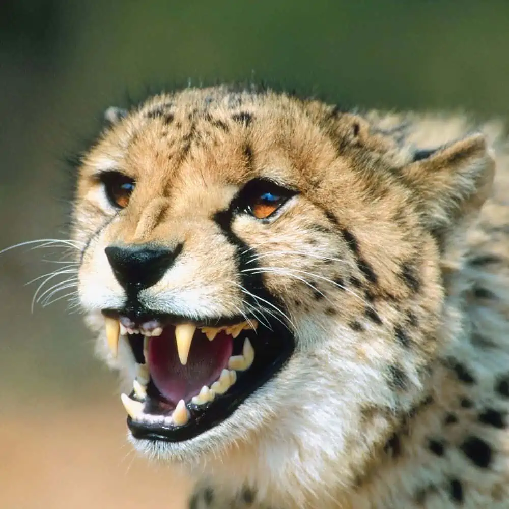Cheetah growling