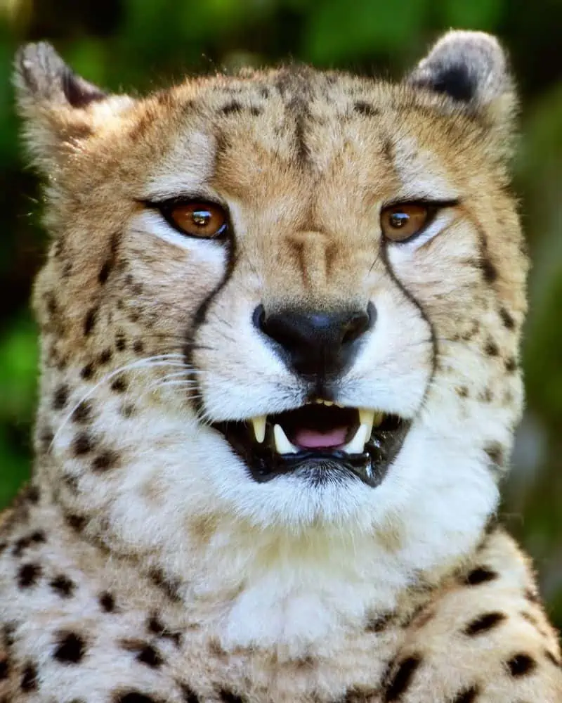 Cheetah hissing
