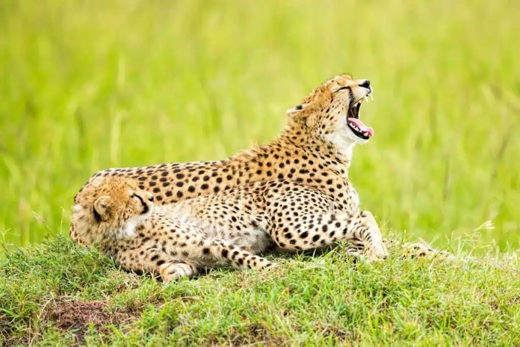 Cheetah making a sound while lying down in a field with another cheetah laying next to them
