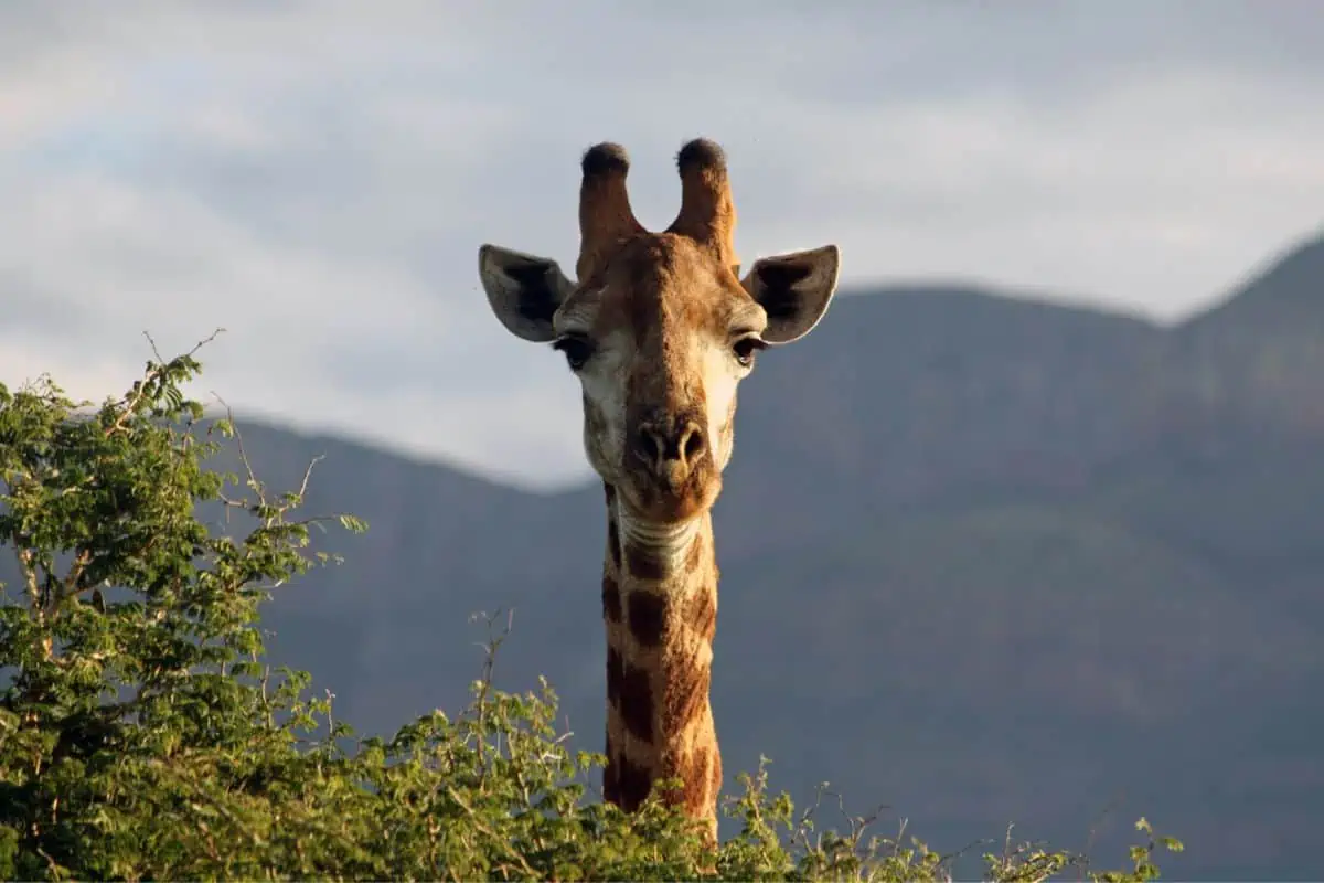 Giraffe head peaking above the trees
