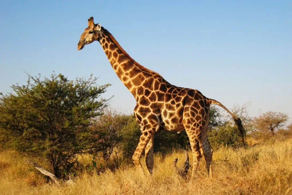 Giraffe in savannah habitat