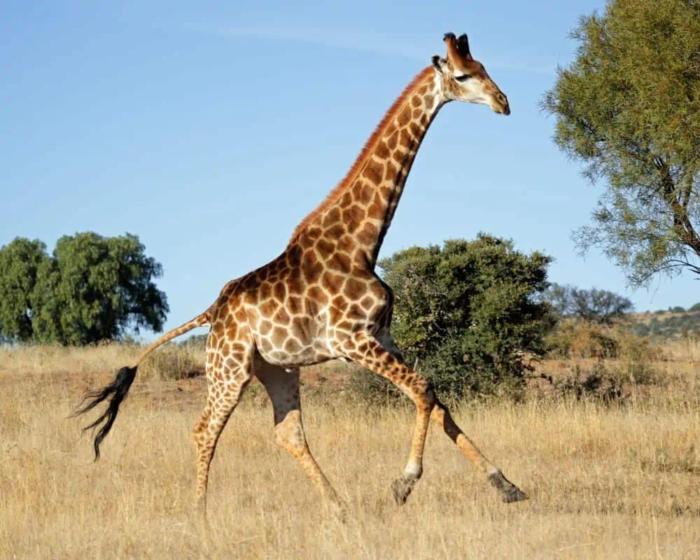 Giraffe pacing across savannah