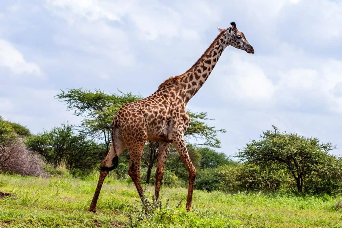 Giraffe walking on grass with bushes in the background