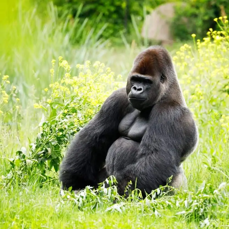 Gorilla sitting in a field