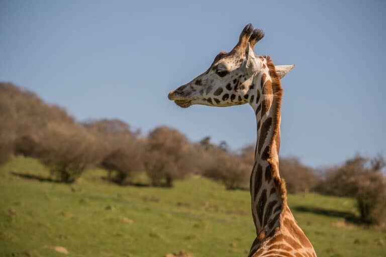 How Long Does It Take For A Giraffe To Throw Up?