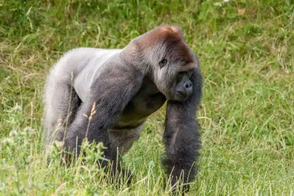 How long do gorillas live