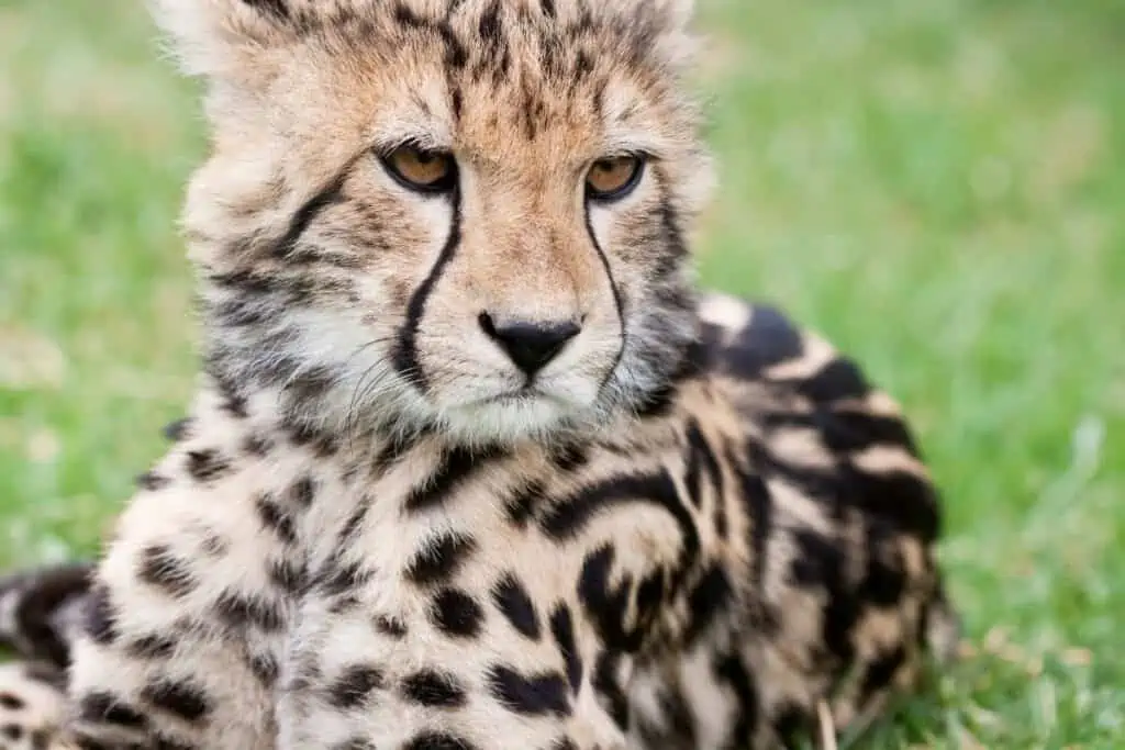 King cheetah cub