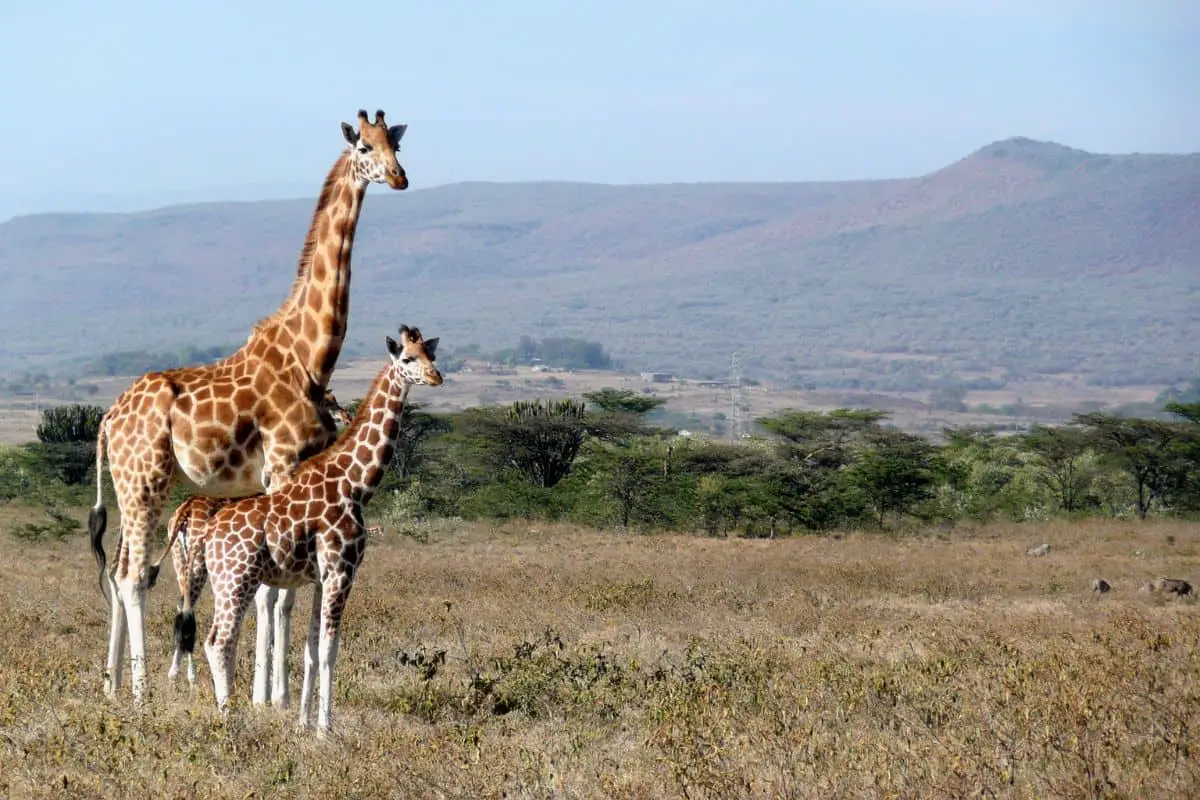 Are Giraffes Dangerous?