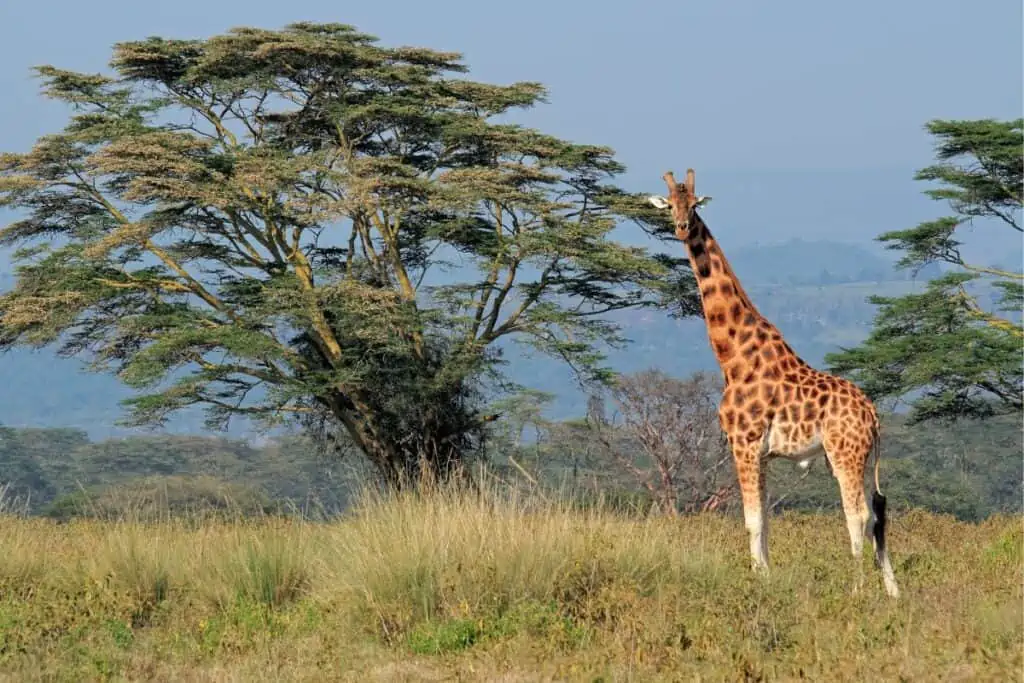 Rothschild giraffe in Kenya