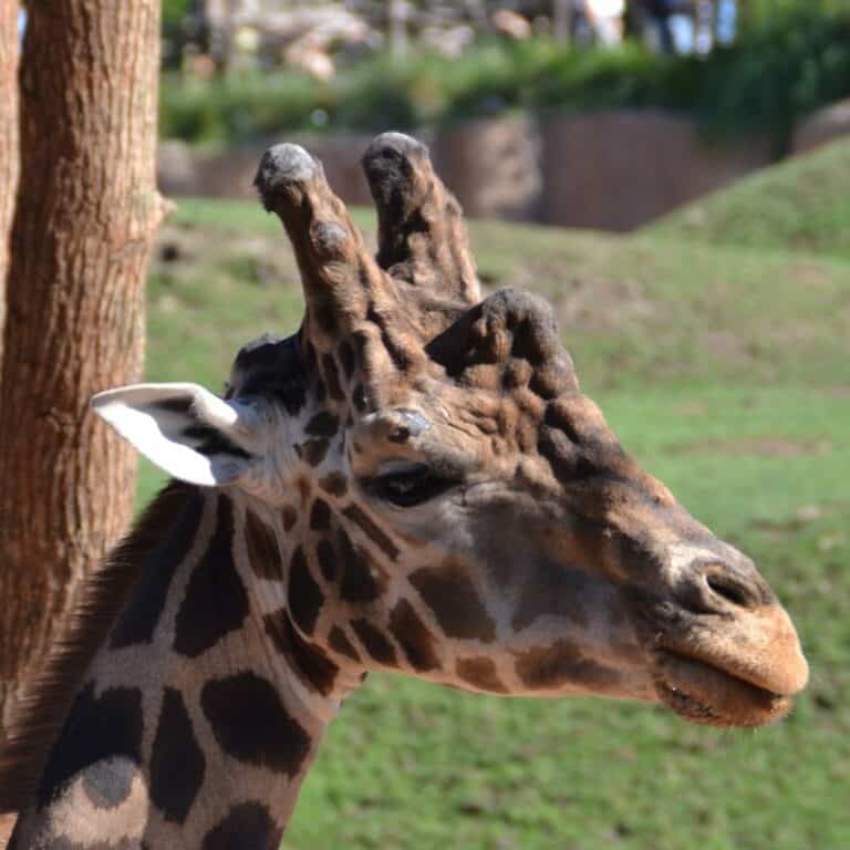 Do Giraffes Have Horns? What Are They Called?