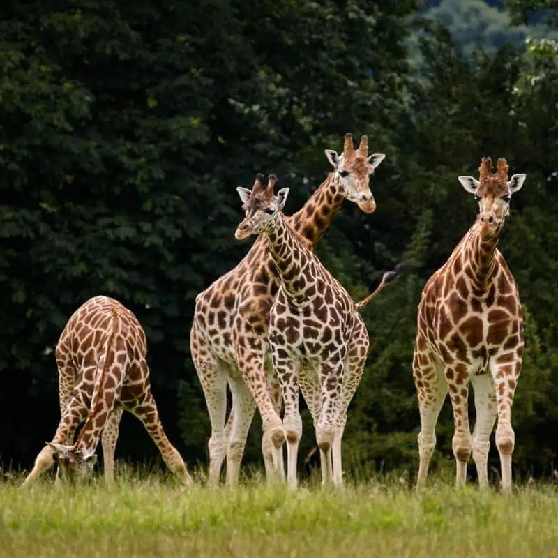 a group of four giraffes