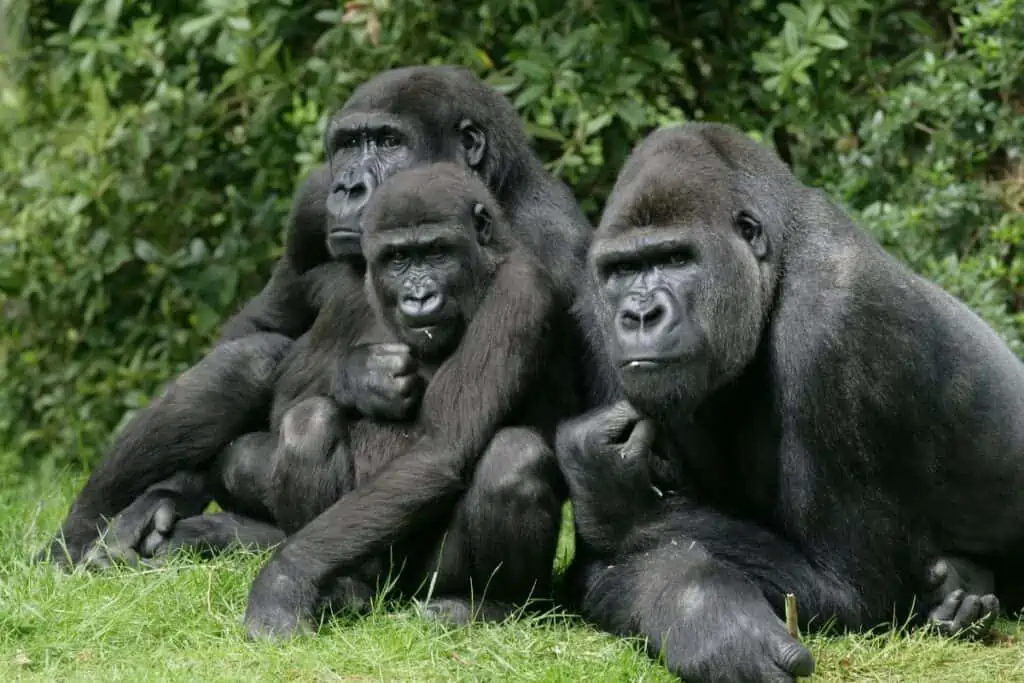 a group of gorillas sitting together