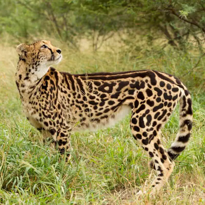 adult king cheetah