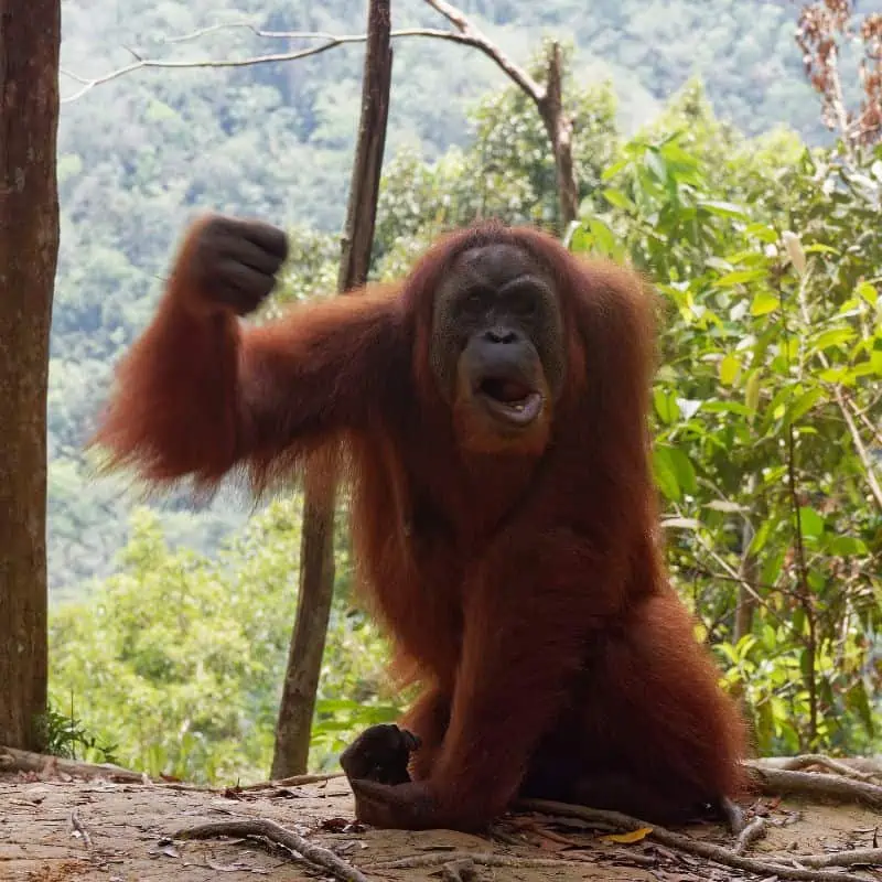 aggressive looking orangutan