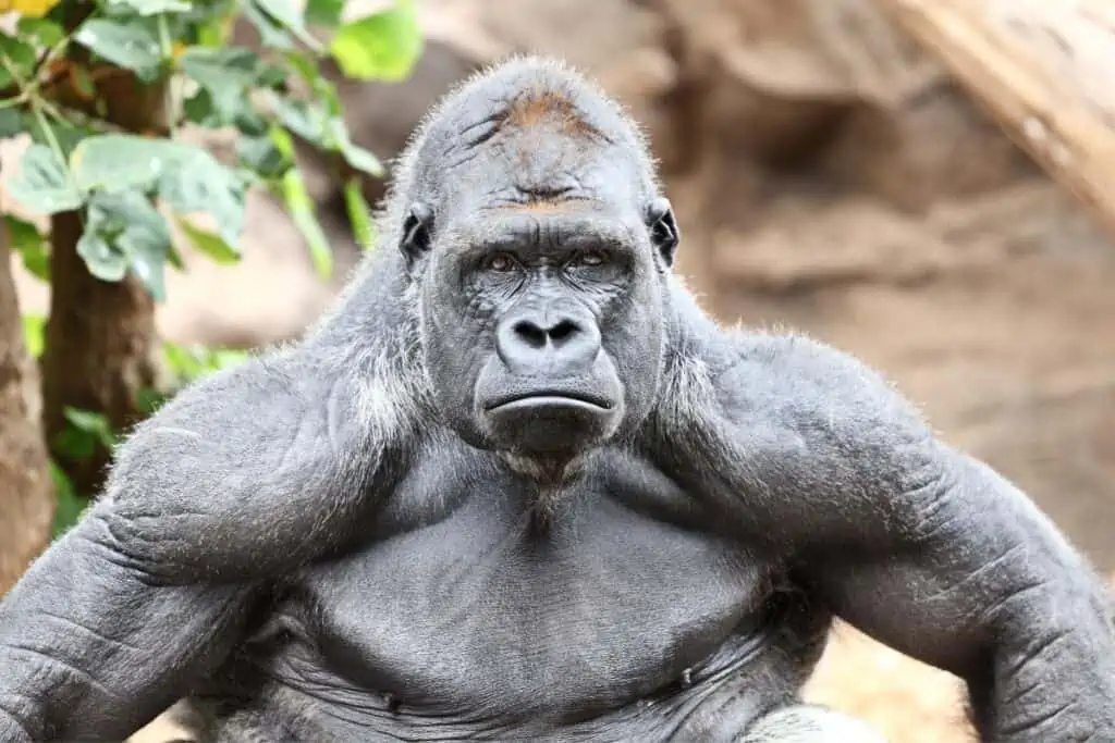 angry looking gorilla