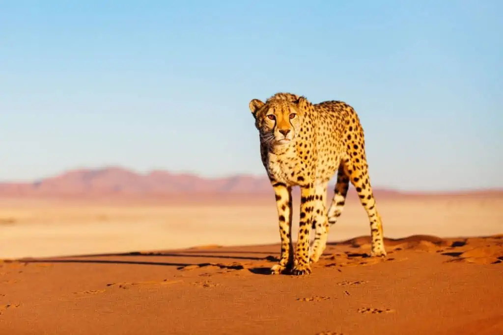 are cheetahs endangered