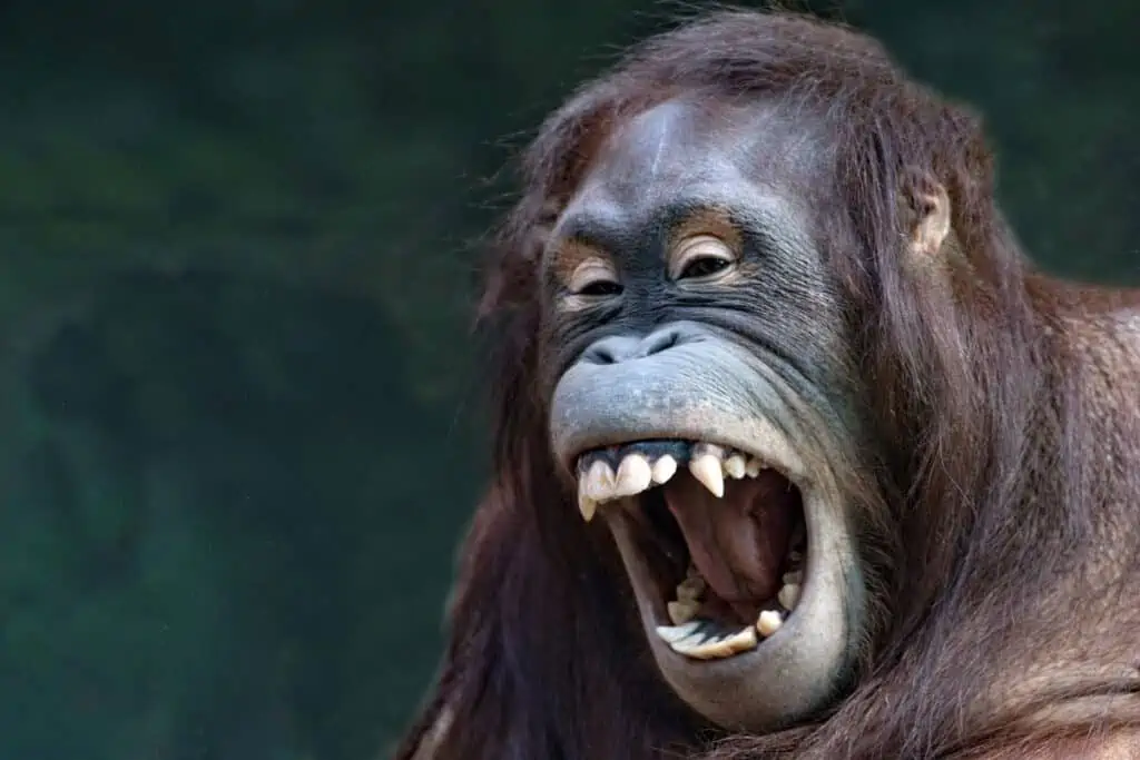 are orangutans dangerous