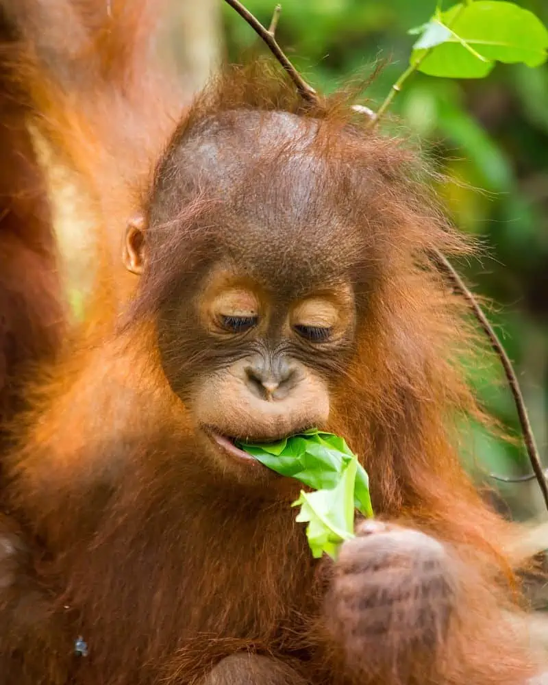 baby bornean orangutan eating fresh green leaves
