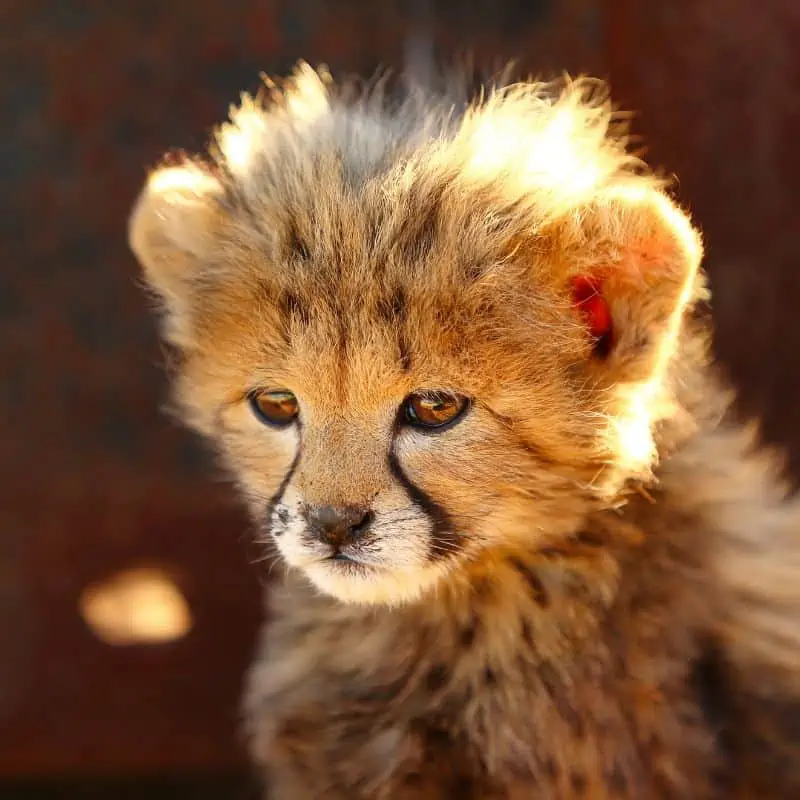 baby cheetah with black markings on face