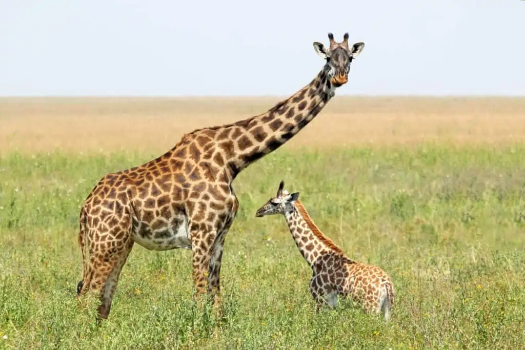 baby giraffe and mother giraffe