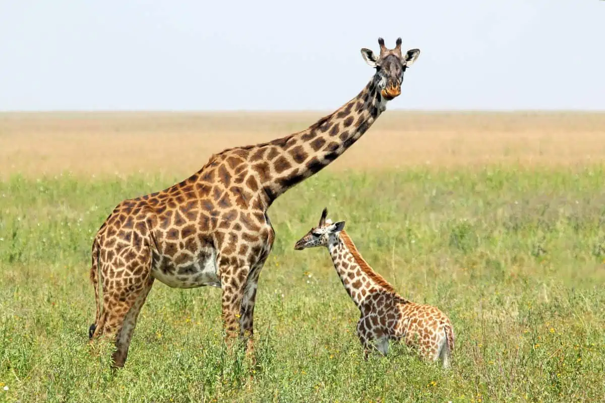 11 Adorable Baby Giraffe Facts