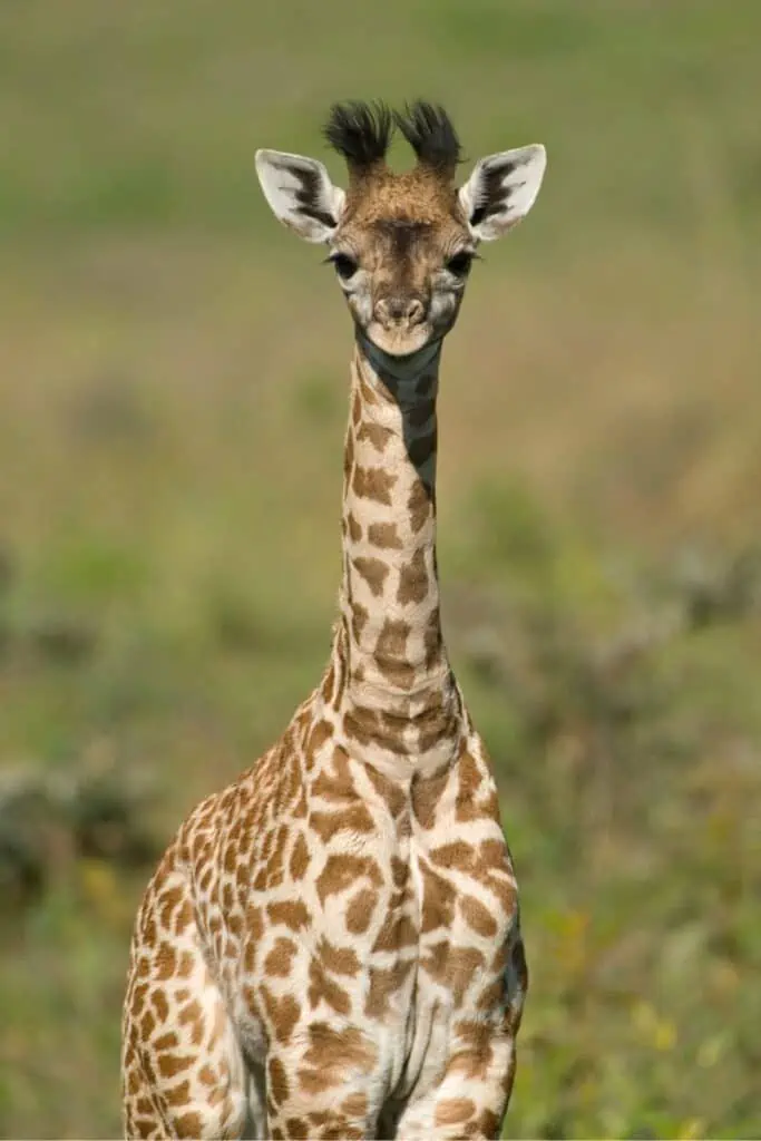 baby giraffe in tanzania