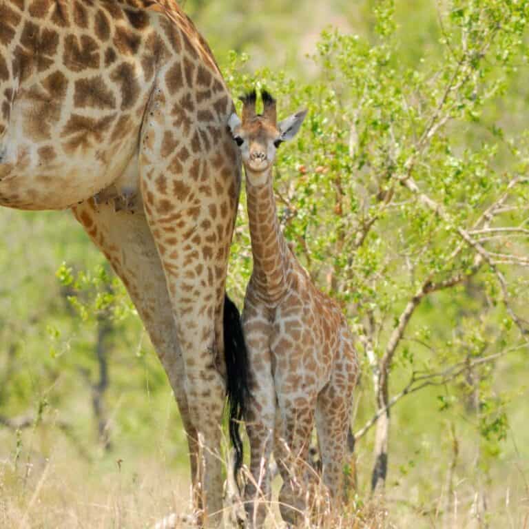 11 Adorable Baby Giraffe Facts - Leo Zoo