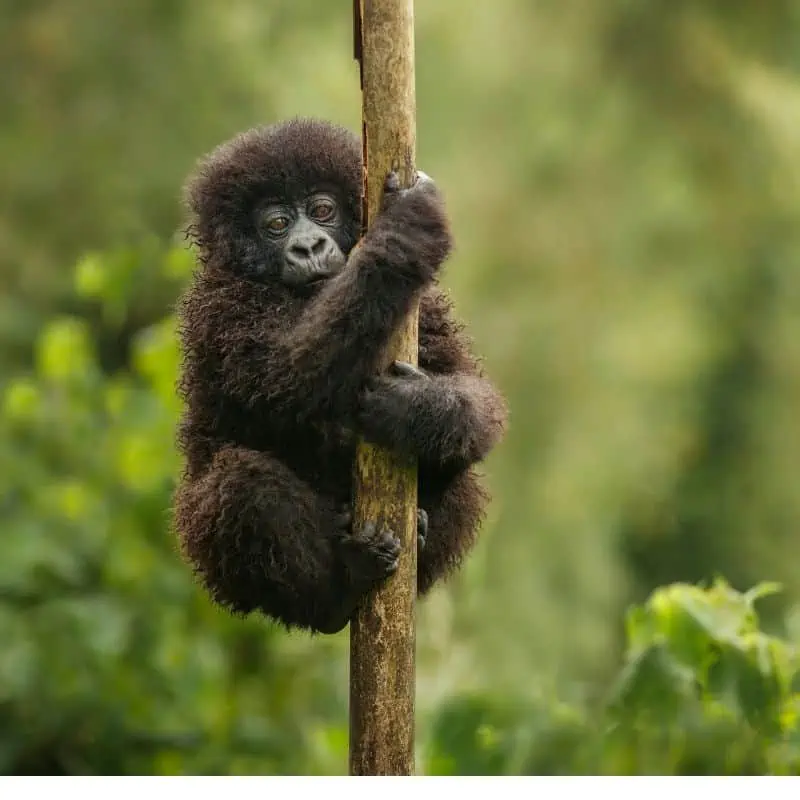 baby mountain gorilla hanging from a branch