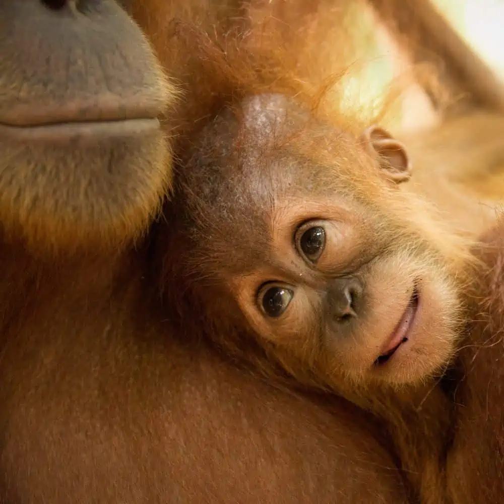 baby orangutan smiling on mother orangutans chest