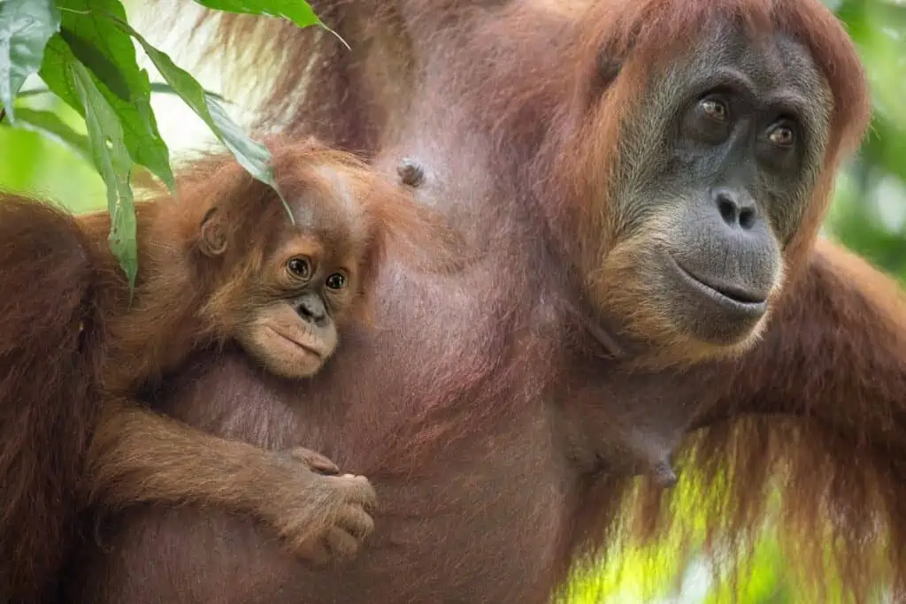 baby sumatran orangutan being carried by mother orangutan in the trees