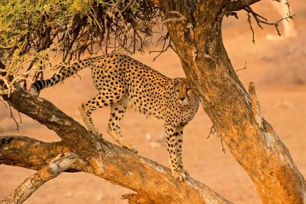 can cheetahs climb trees