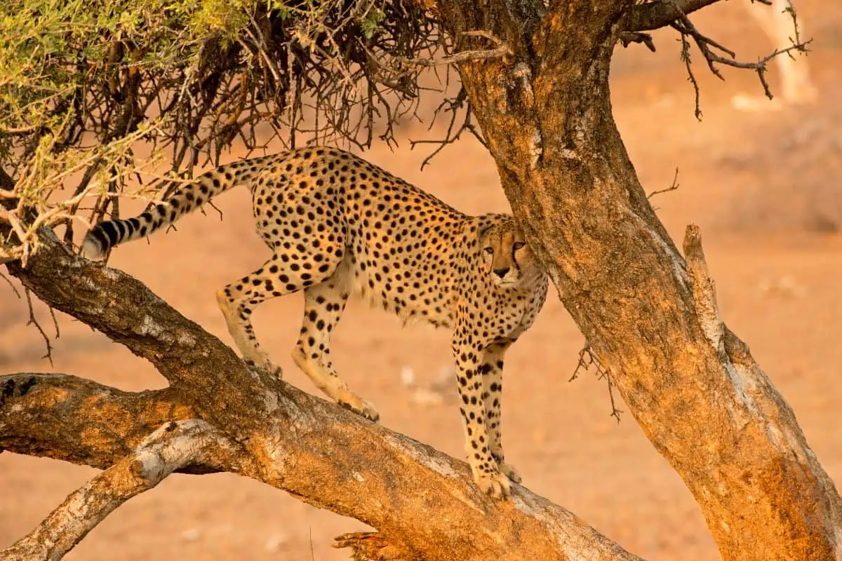 Can Cheetahs Climb Trees?