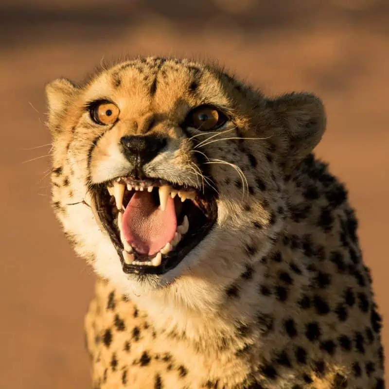 cheetah aggressively showing its teeth
