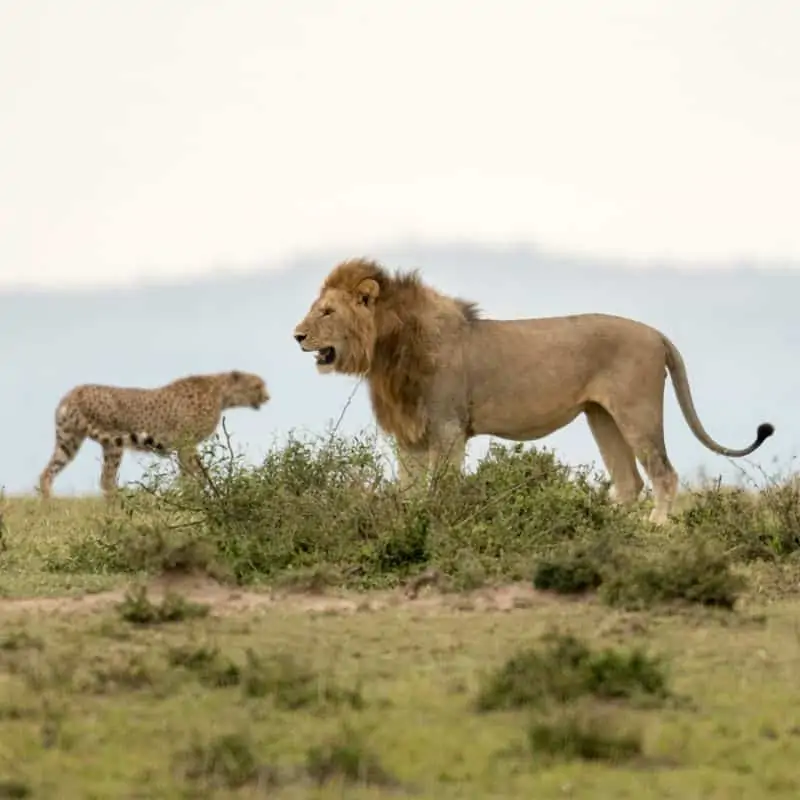 cheetah and lion on the savannah