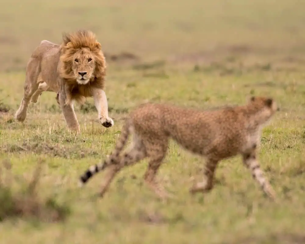 cheetah being chased by a lion