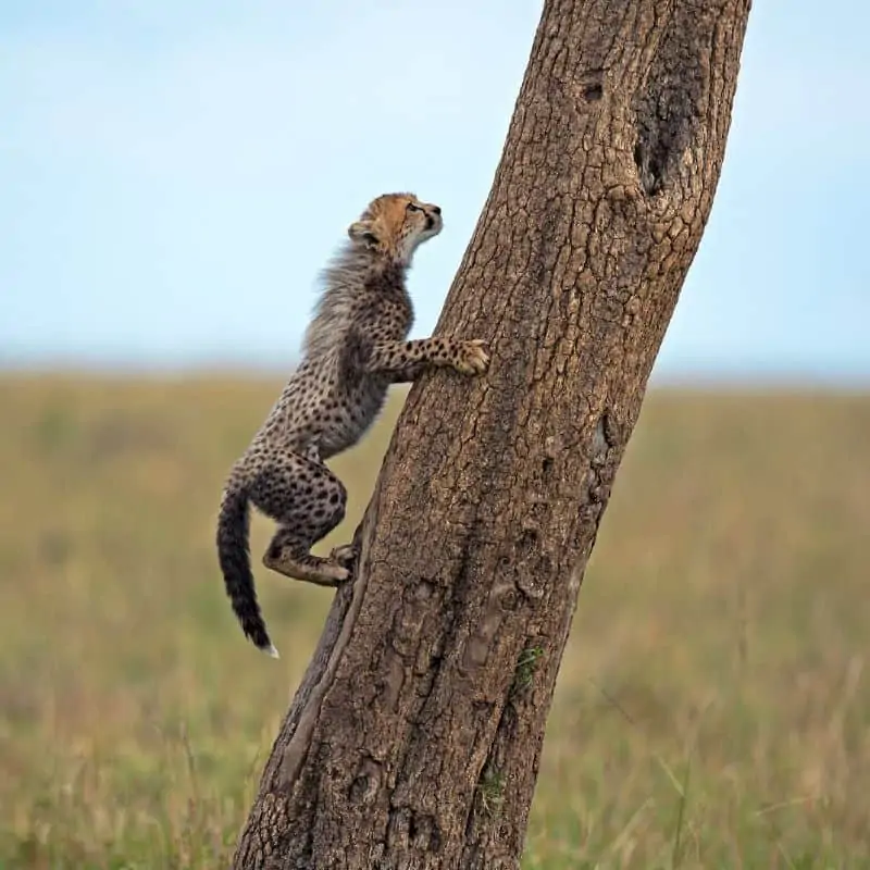 cheetah cub climbing a tree