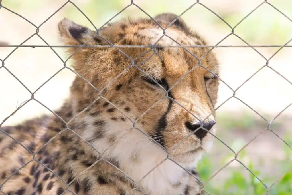 cheetah in captivity behind a fence