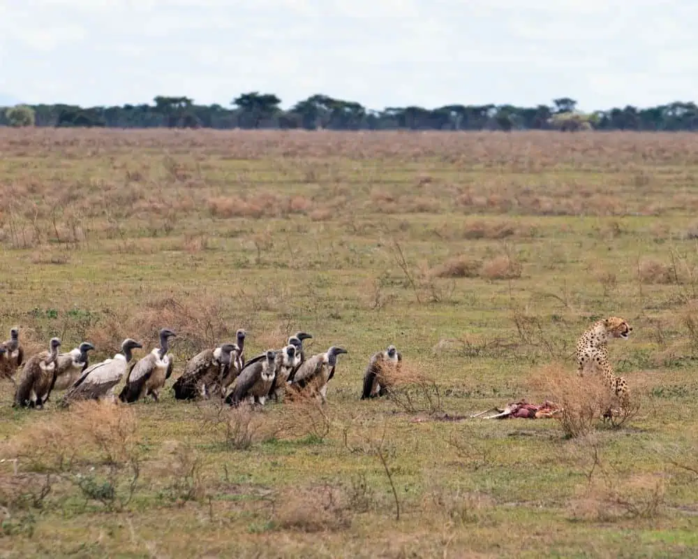 cheetah kill with vultures nearing