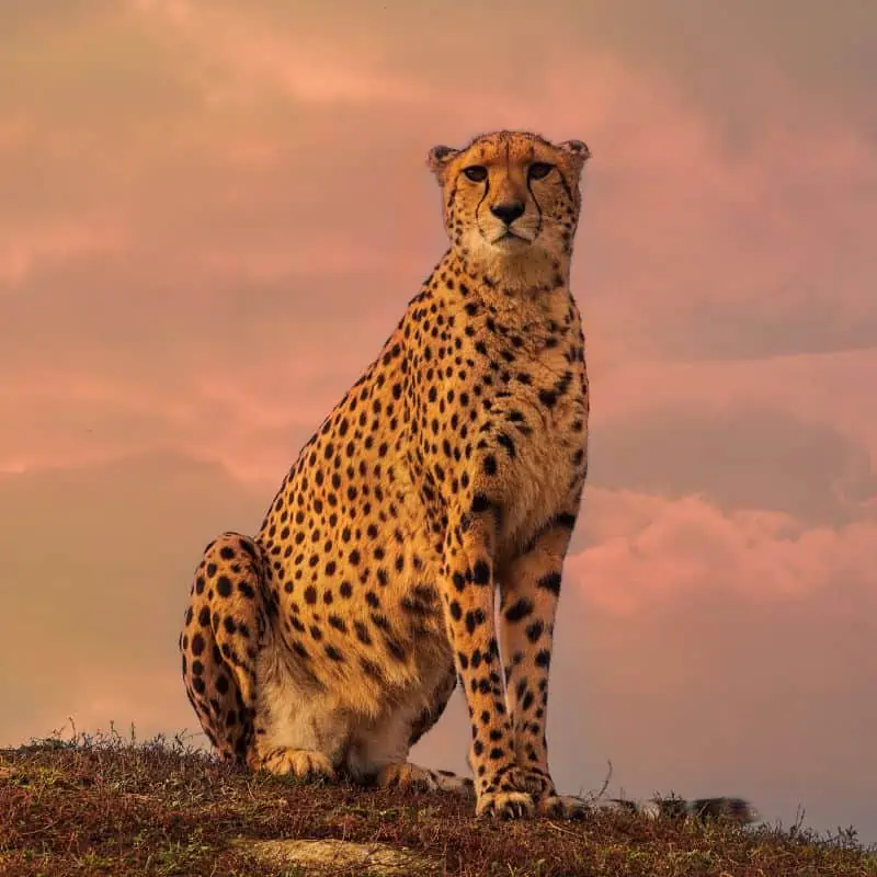 cheetah on the lookout
