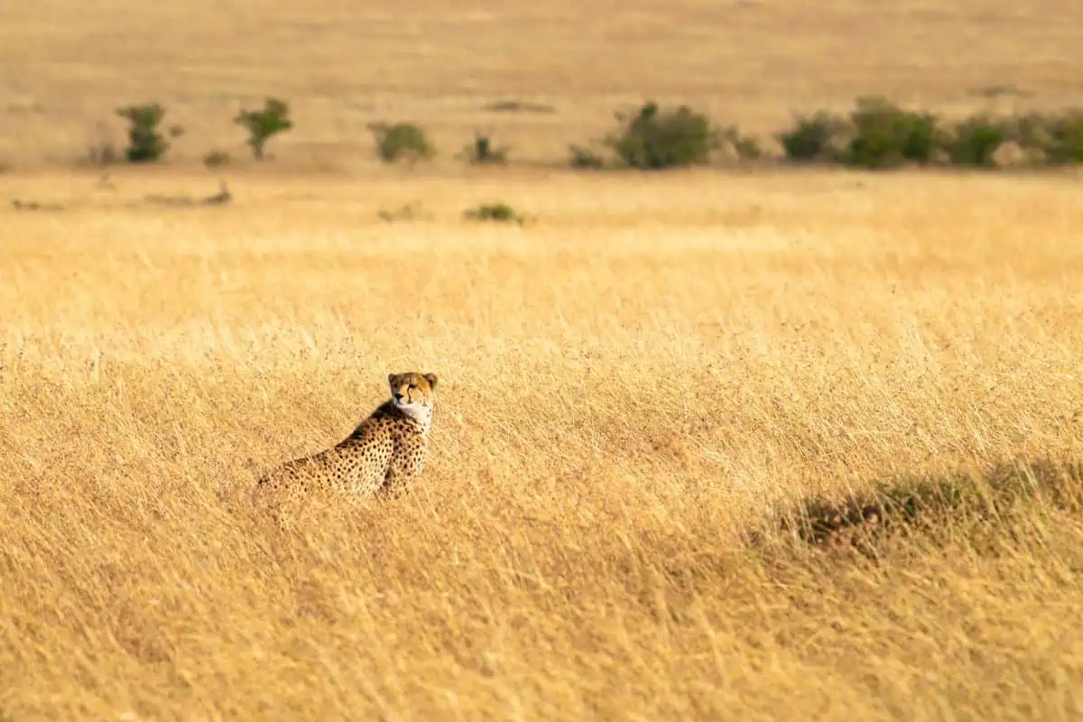 cheetah standing in tall grass
