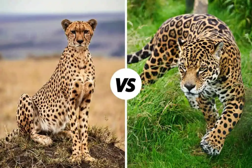 cheetah vs jaguar