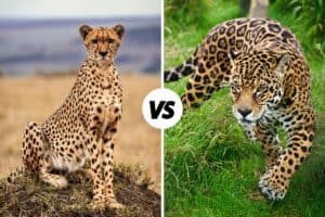 Cheetah vs Jaguar: What's The Difference?