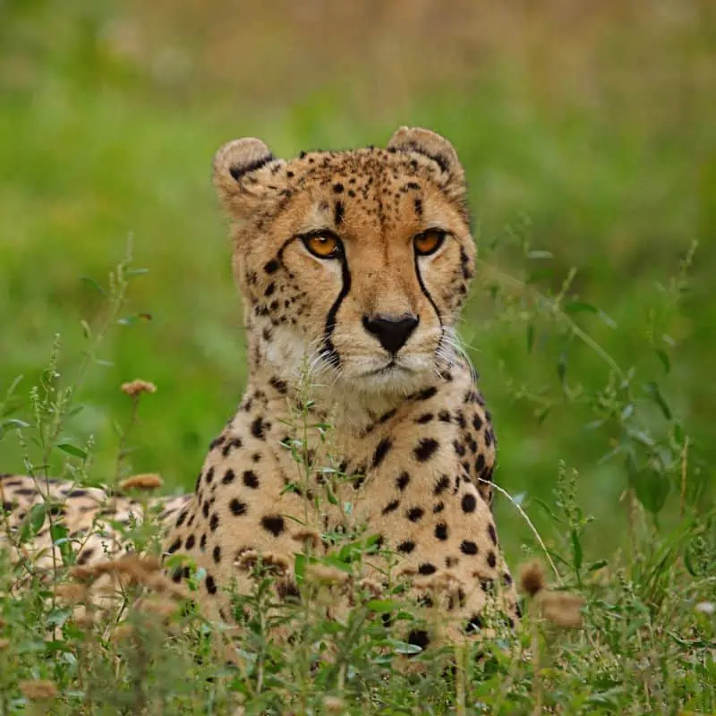 cheetahs have a round head