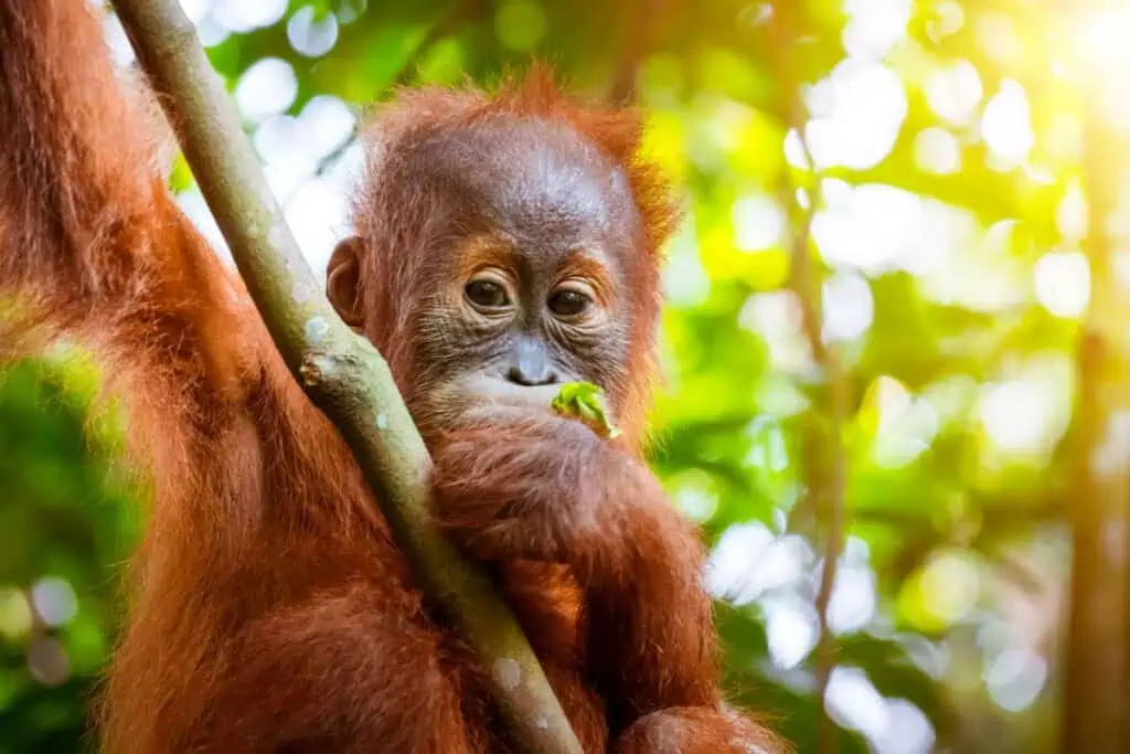 cute orangutan baby eating leaves while hanging in a tree upclose looking at camera