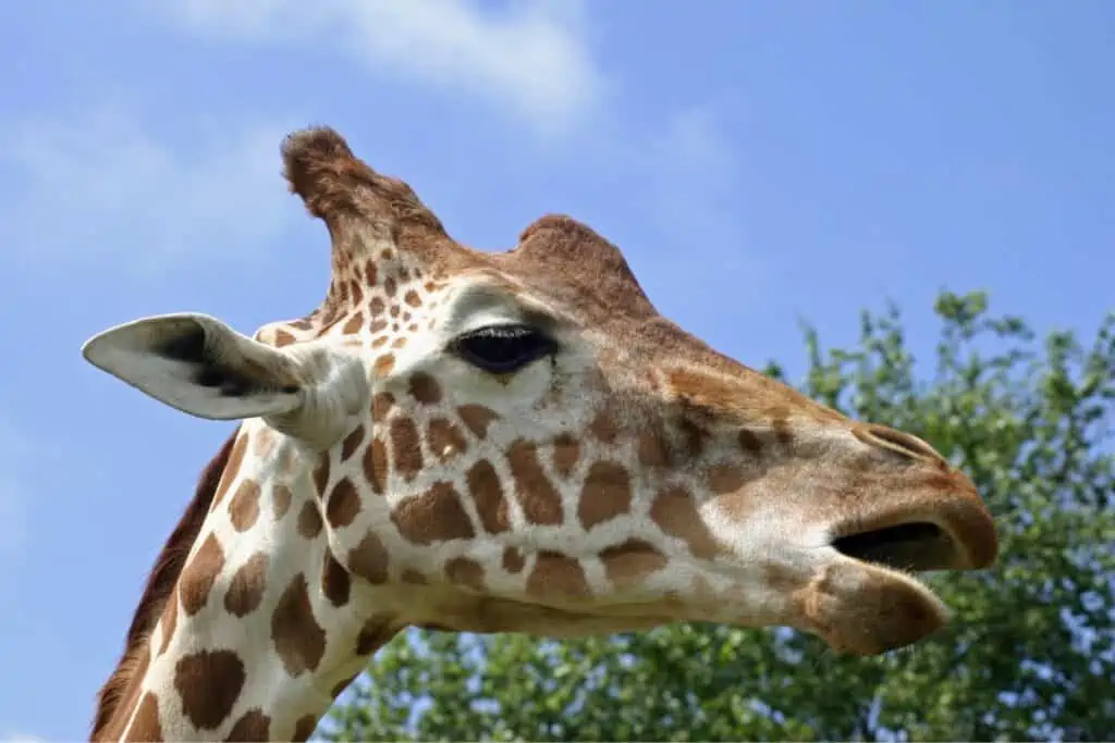 do giraffes have teeth