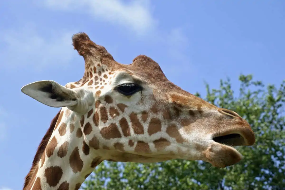 Do Giraffes Have Teeth?